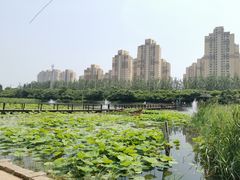 -前关湿地公园