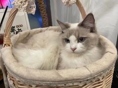 -猫友咖啡店(玉林西路店)