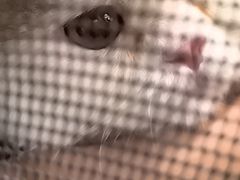 -爱侣宠医·鹦鹉专科·小型哺乳类·异宠专科(灵石路店)