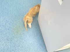 -北京赛佳动物医院