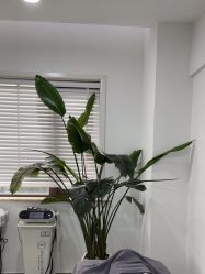 -上海首尔丽格医疗美容医院