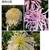 秋意未浓枫难红 千菊争艳百媚娇