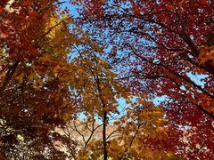 -黄椅山火山森林公园