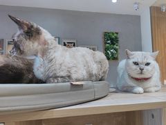 -藏猫猫咖啡主题馆(中央大道店)