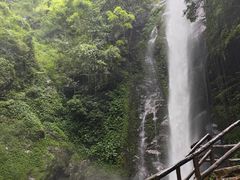 -莫里热带雨林景区