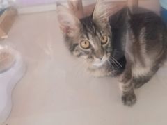 -糯米喵星人总部直营旗舰店·猫舍·幼猫出售