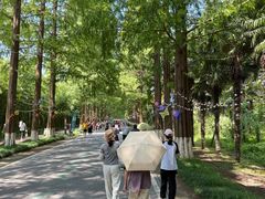 -黄海国家森林公园