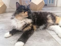 -楼上猫咖(罗湖店)