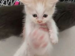 -平行世界·猫咖(首经贸店)