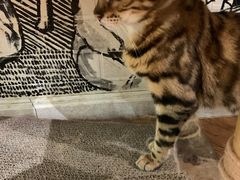 -猫小院猫主题餐厅(三里屯店)
