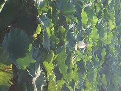 瑶湖郊野森林公园-瑶湖郊野森林公园