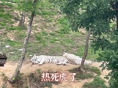 -石家庄市动物园