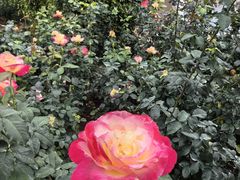 -人民公园(罗湖区)