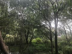 -西湖风景区-江洋畈生态公园