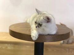 -Heymao猫咖.咖啡厅(东门店)