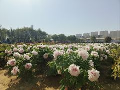 -曹州牡丹园