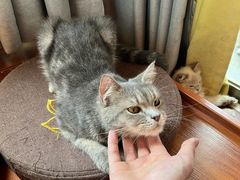 -楼上猫咖(罗湖店)