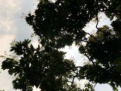 -东莞植物园