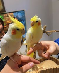 -Zoolung Zoolung动物主题公园(海信广场店)