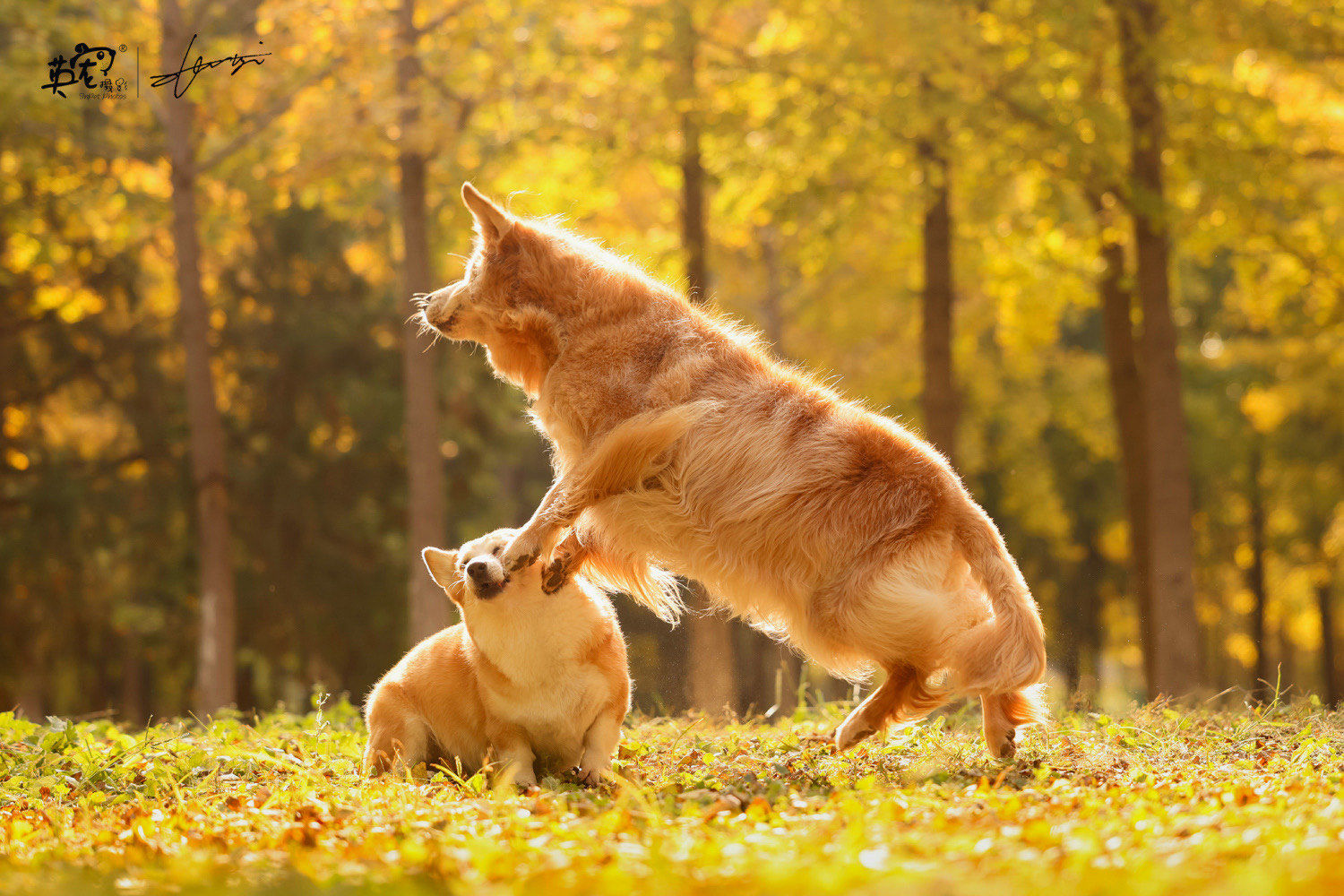 公园里的狗狗欢乐时