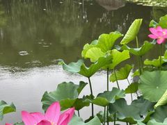 -陈家山荷花公园