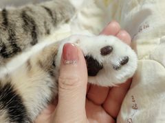 -北京观赏动物医院·24小时大型综合·猫专科·异宠专科