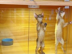 -猫十亿·布偶金渐层·曼基康矮脚猫舍(青年路店)