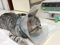 -宠颐生中康贝怡动物医院