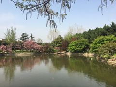 -嘉定紫藤园