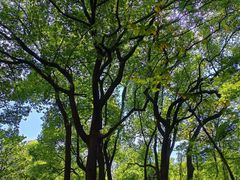 -徐家汇源景区-衡山公园