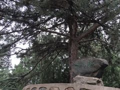 -北京鹫峰国家森林公园