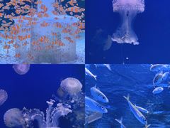 -海合安成都极地海洋公园
