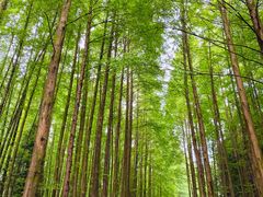 -山王坪喀斯特国家生态公园