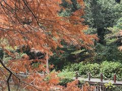 -深圳仙湖植物园