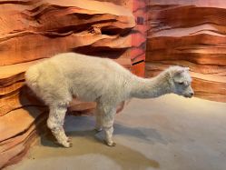 -酷嗒动物文化乐园(cutezoo西溪乐天城店)