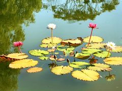 -国家植物园南园