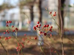 -回龙观体育文化公园