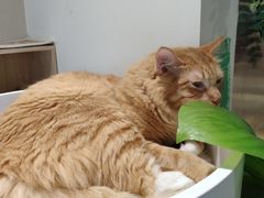 -藏猫猫咖啡主题馆(中央大道店)