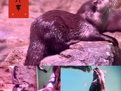 -正佳极地海洋世界