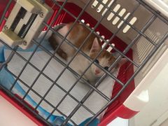 -爱妮康宠物医院·干细胞免疫细胞·肿瘤·心脏(张江店)