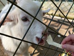 -合肥滨湖国家森林公园