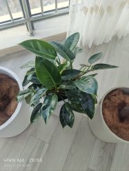 -HEYAN荷妍专业脱毛连锁机构