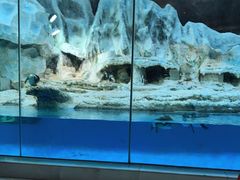 -帝企鹅自助餐厅•儿童岛•真企鹅(长隆企鹅酒店)