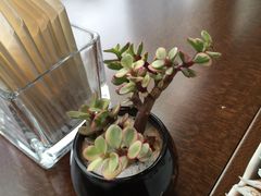 -广州辉盛阁国际公寓