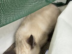 -博特宠物医院24h犬猫全科.骨科·异宠
