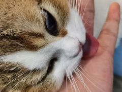 -伟伟宠物医院·CT影像中心·瑞派犬猫综合性门诊(汉口总院)