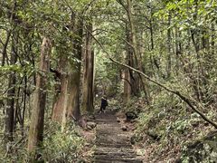 -天目山大树王景区