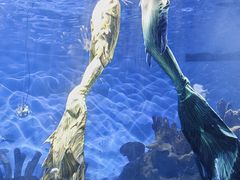 -海合安武汉极地海洋公园