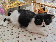 -平行世界·猫咖(首经贸店)