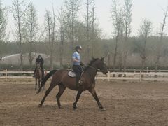 -北京群众马术培训基地